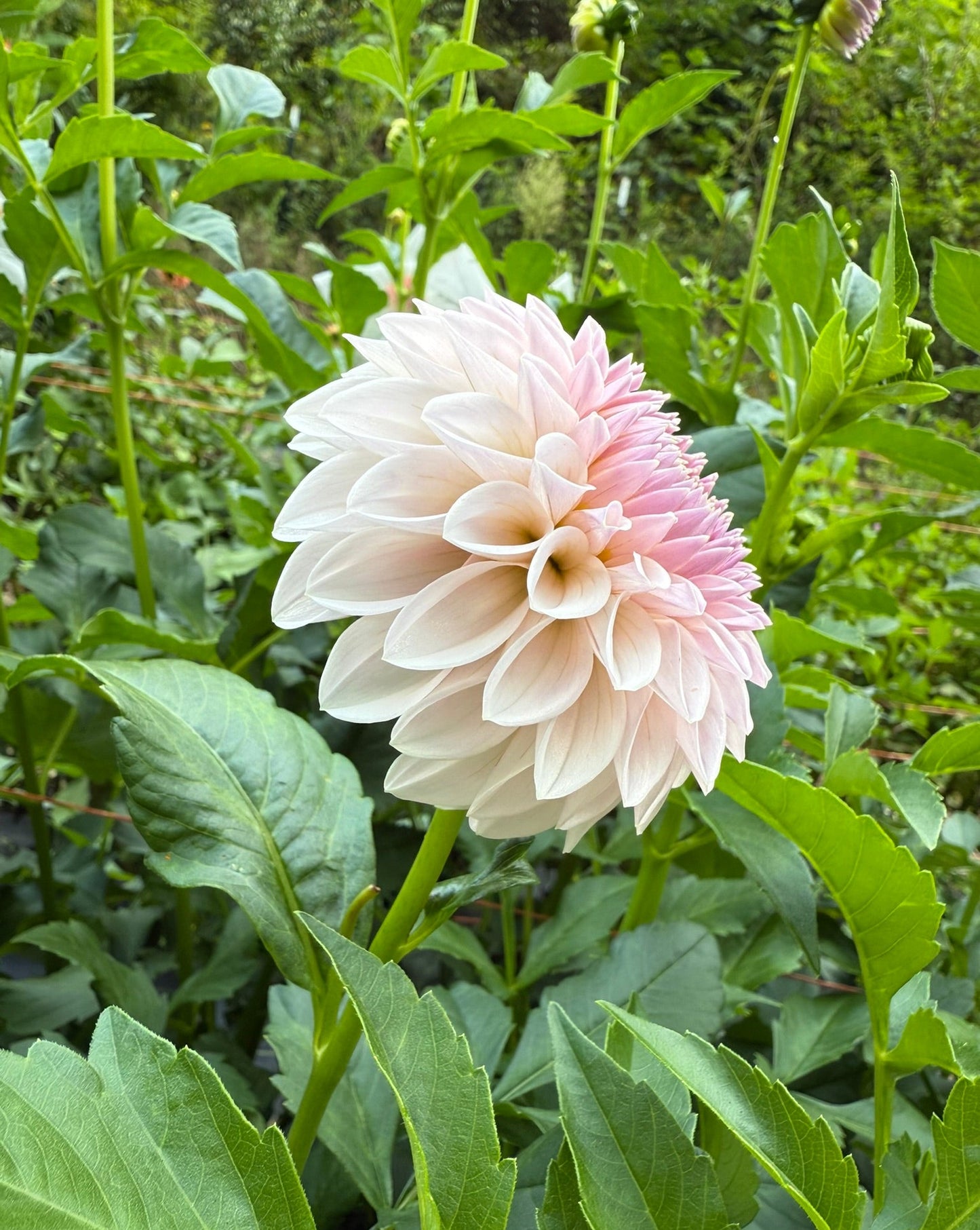 Bloomquist Tory P Dahlia Tuber