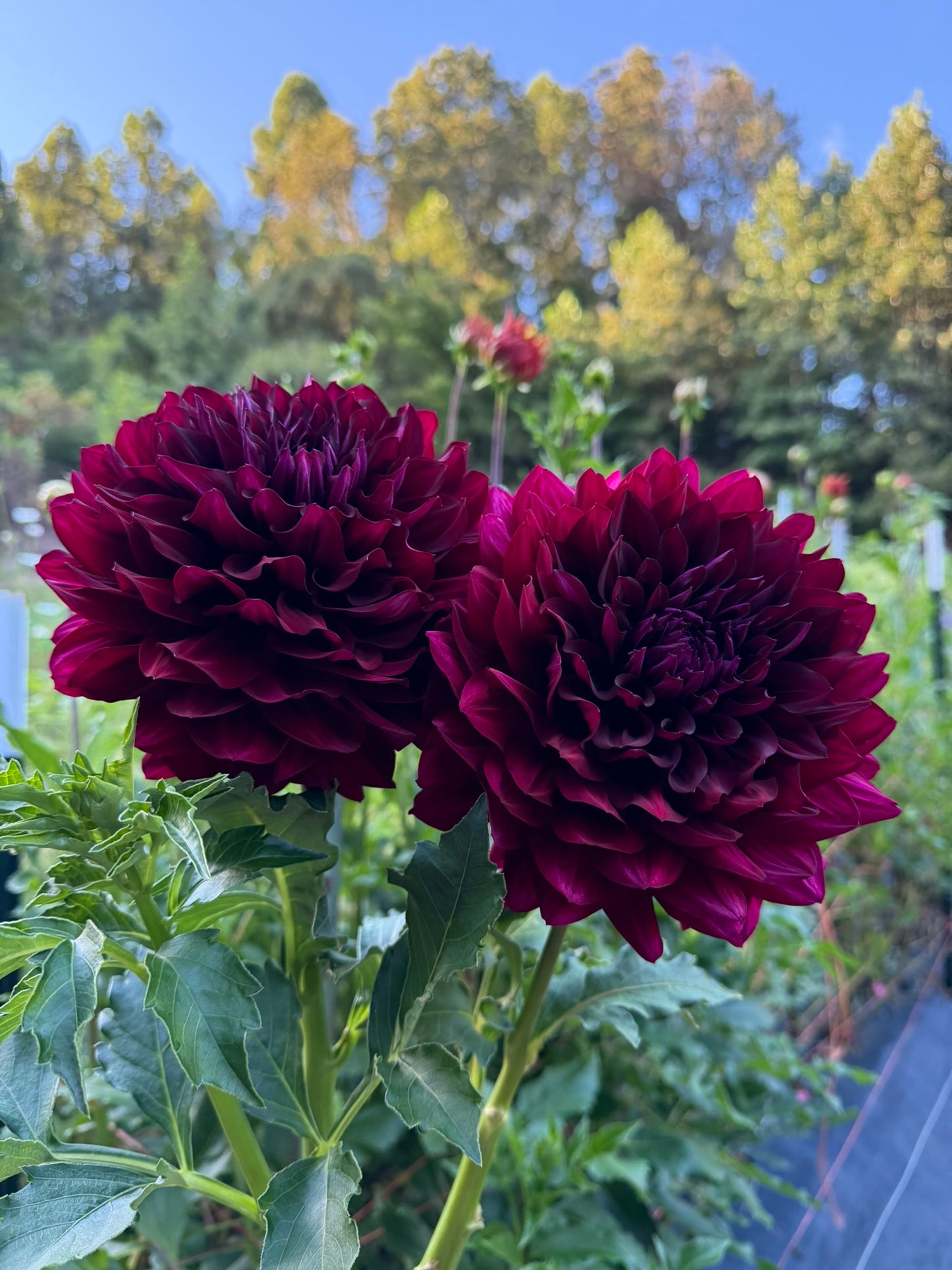 Hollyhill Masquerade Dahlia Tuber