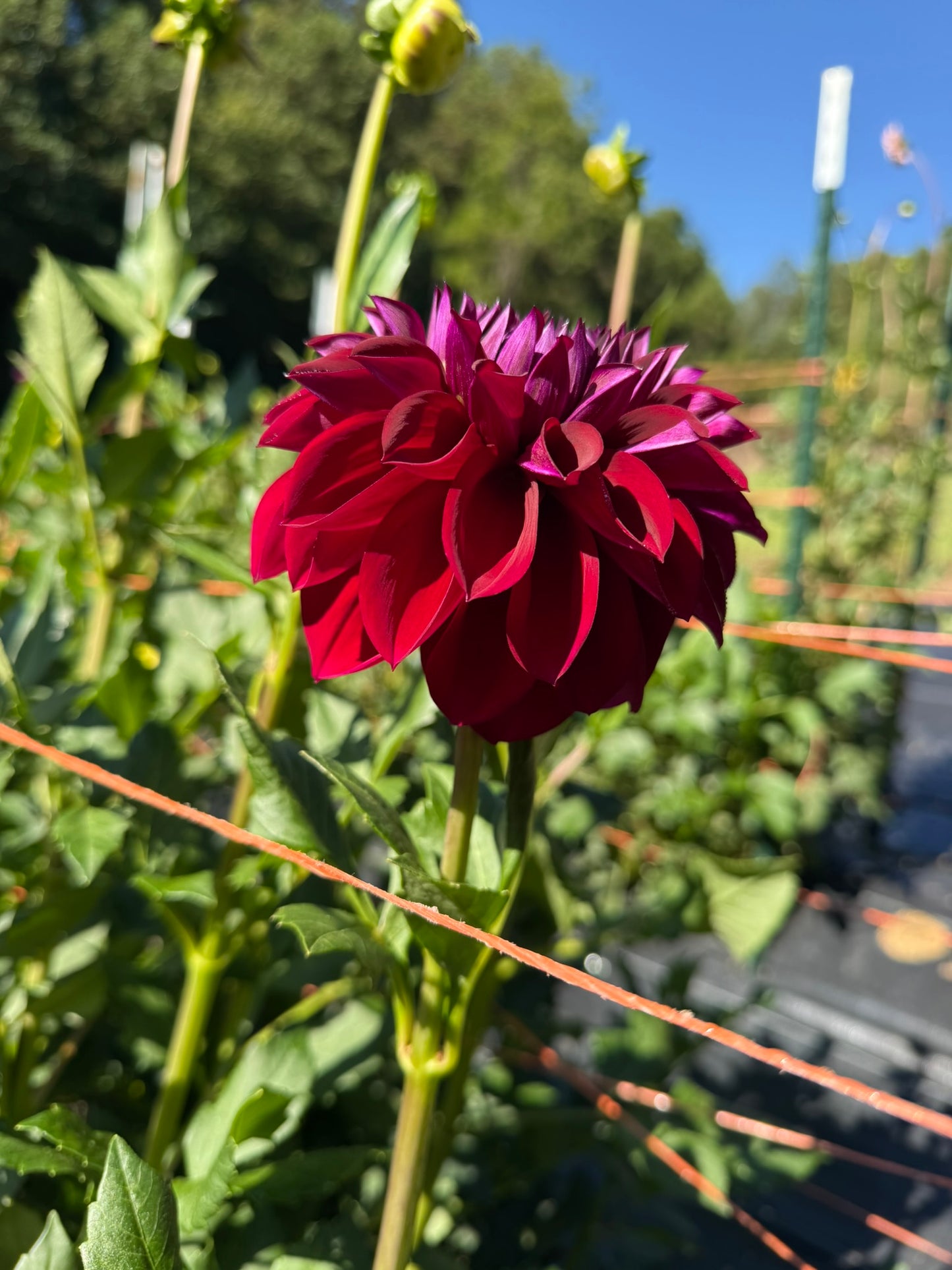 Bloomquist Port Dahlia Tuber