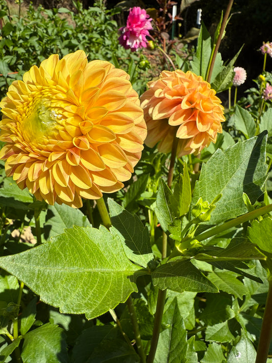 Darcy Dahlia Tuber