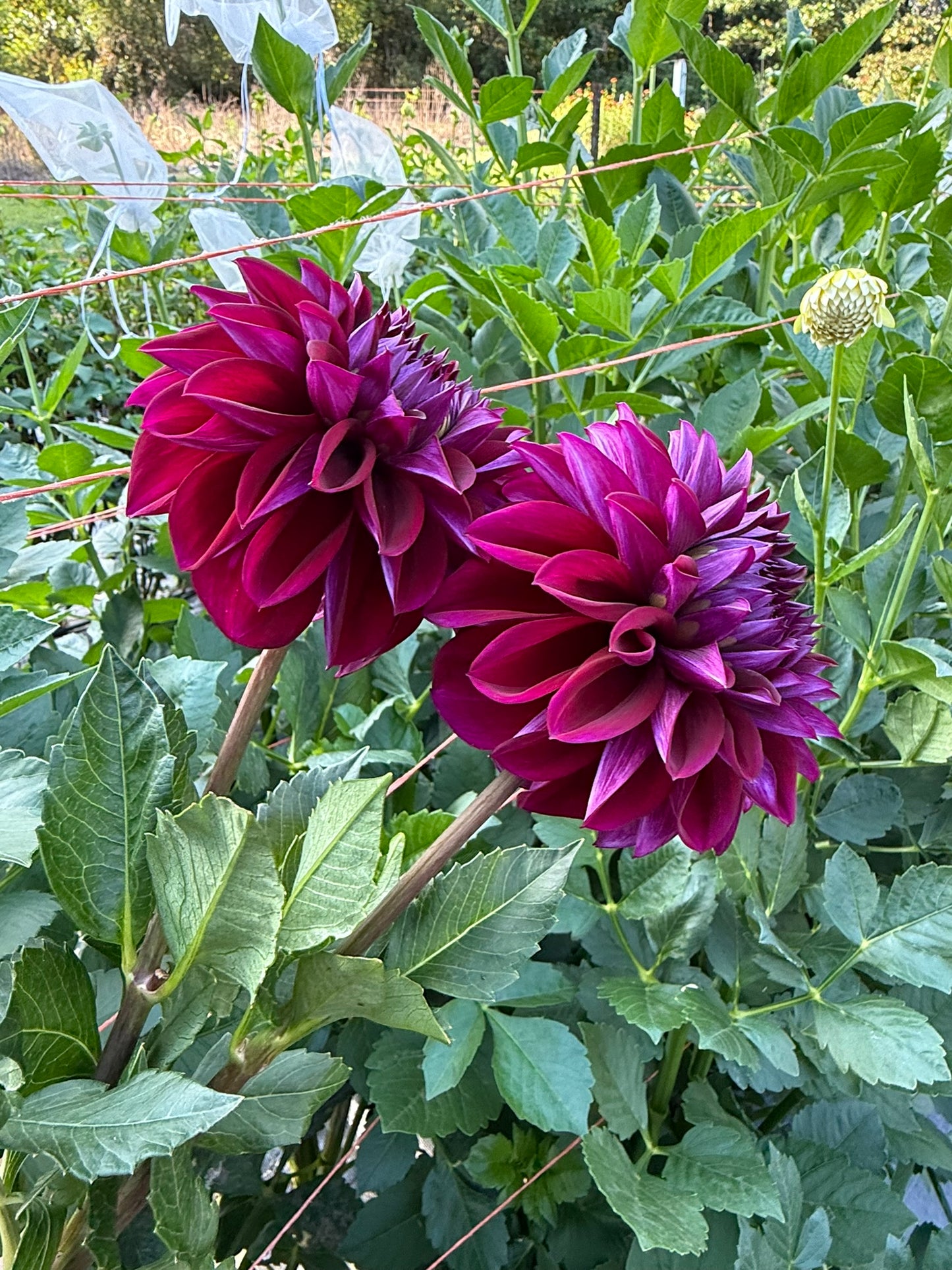 Bloomquist Port Dahlia Tuber