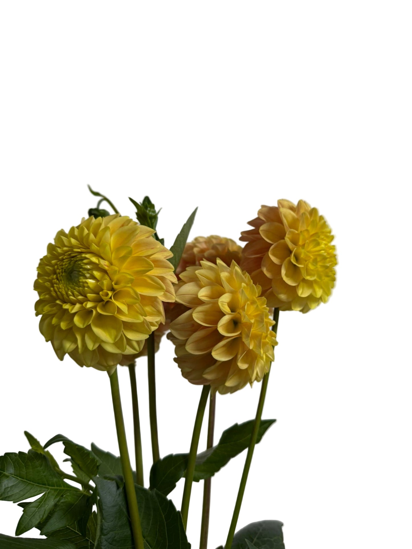 Maks Mario Dahlia Tuber