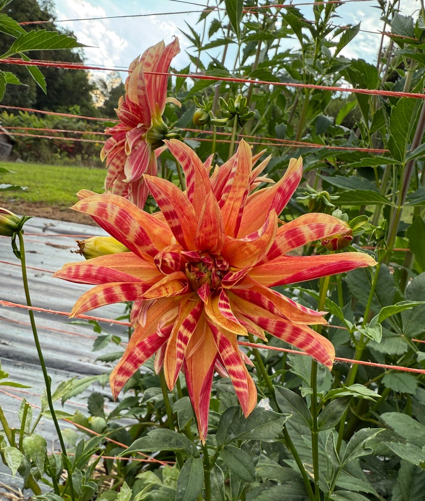 Giraffe Dahlia Small Clump