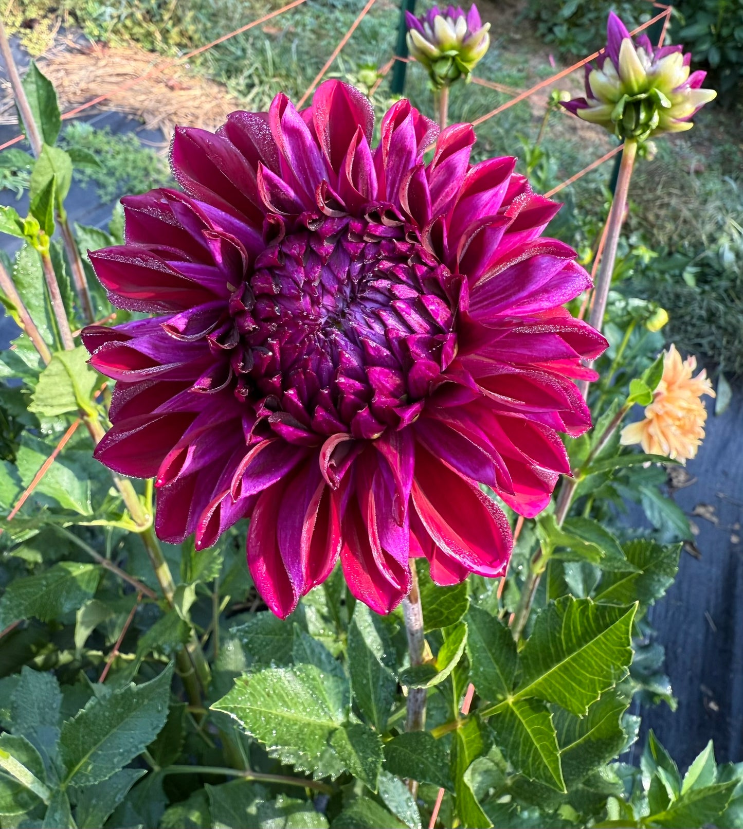 Bloomquist Port Dahlia Tuber