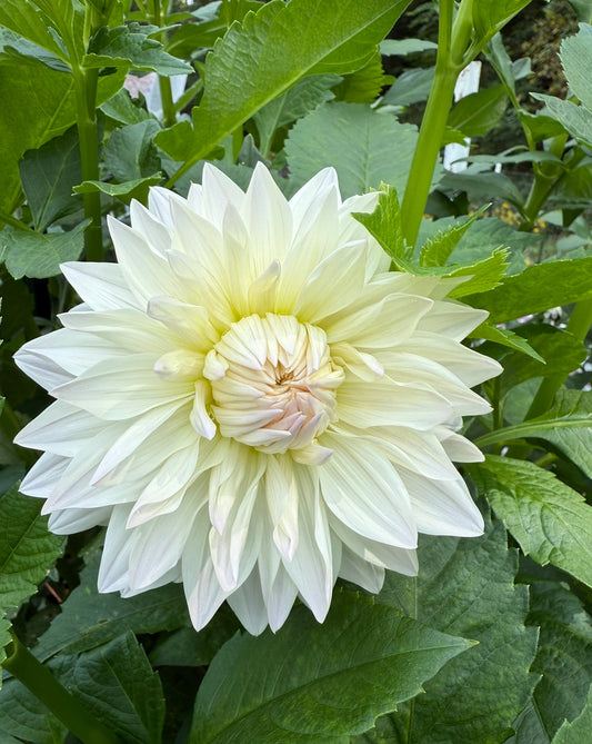 Rogue Starburst Dahlia Tuber
