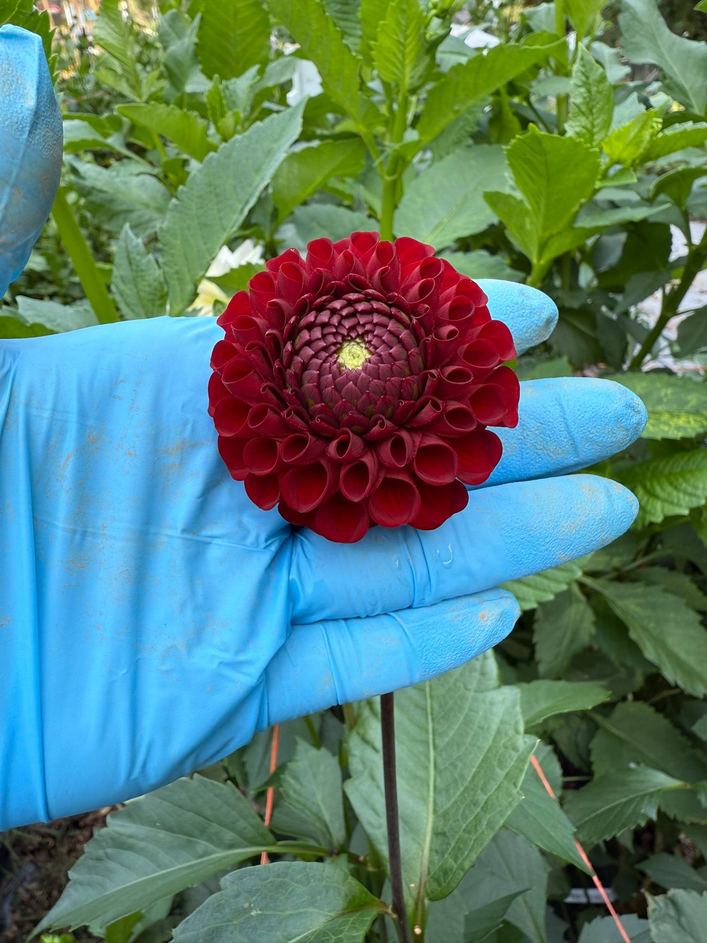 Bloomquist Paul Jr Dahlia Tuber