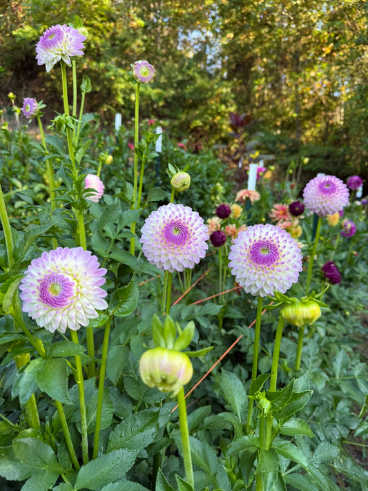 Westerton Ella Grace Dahlia Tuber