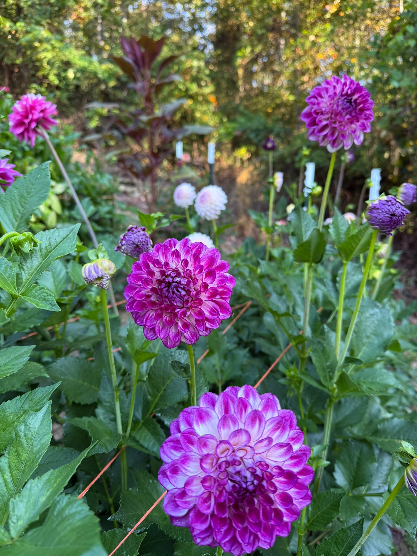 AC Devin Dahlia Tuber