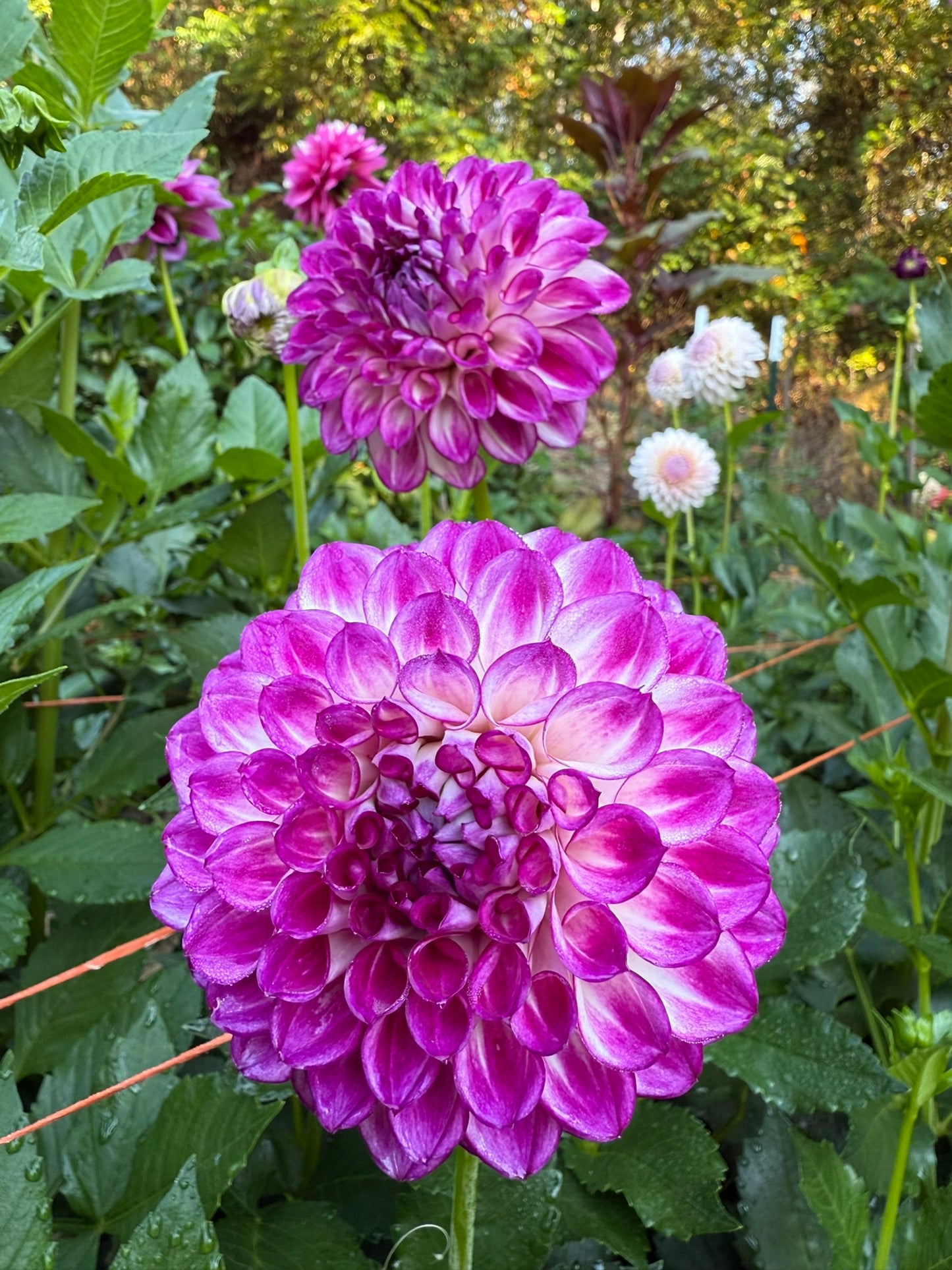 AC Devin Dahlia Tuber