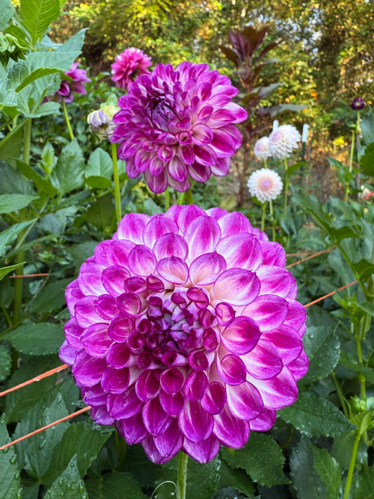 AC Devin Dahlia Tuber