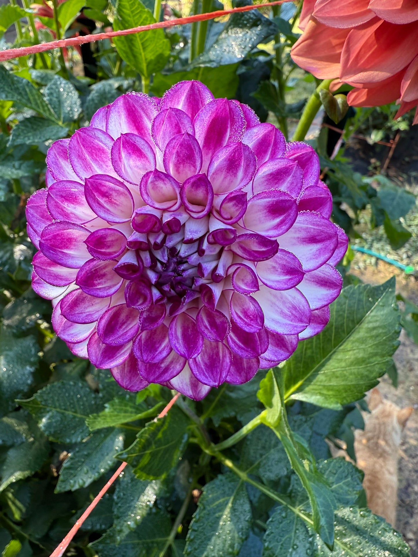AC Devin Dahlia Tuber