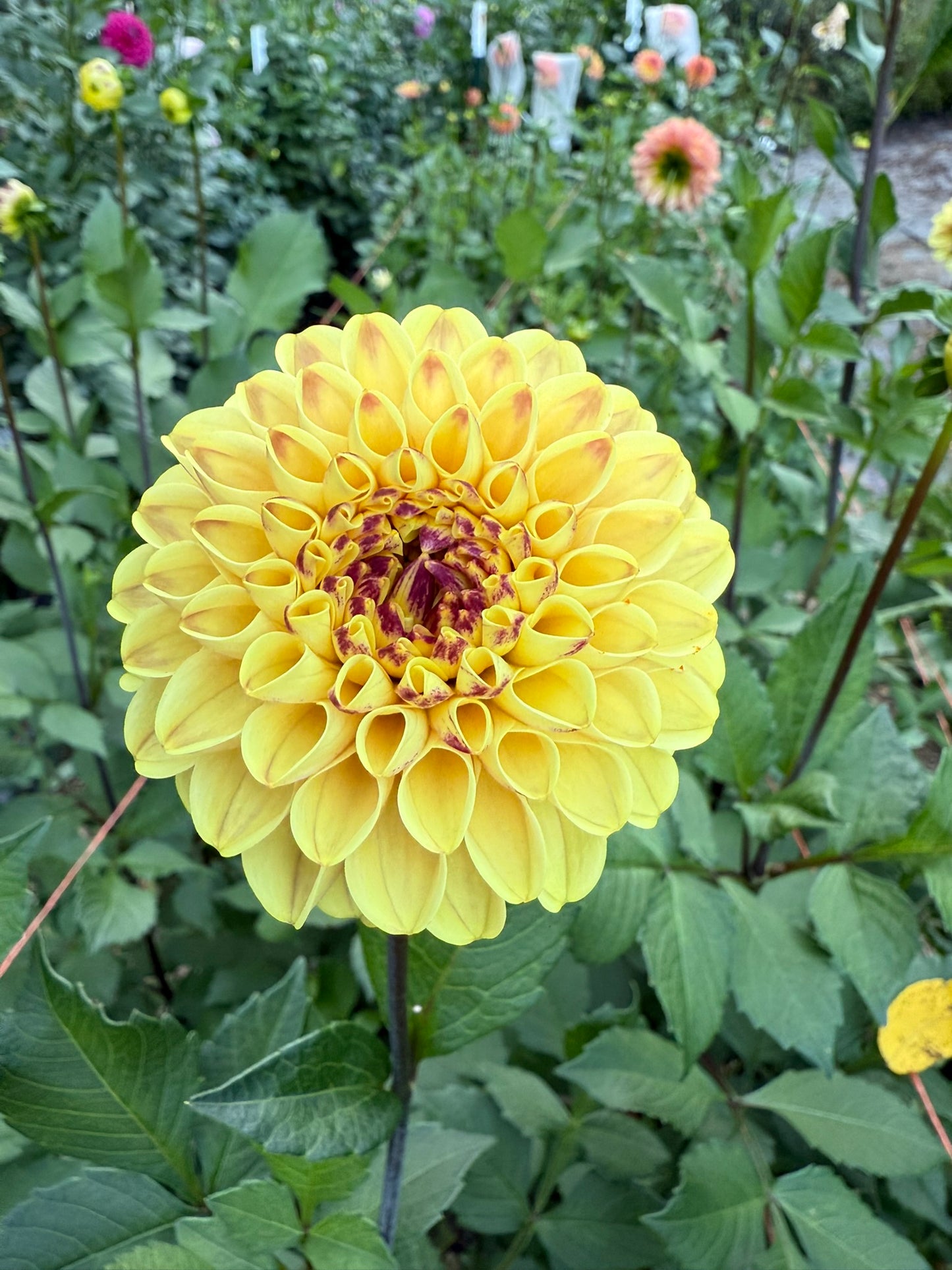 Ferncliff Spice Dahlia Tuber