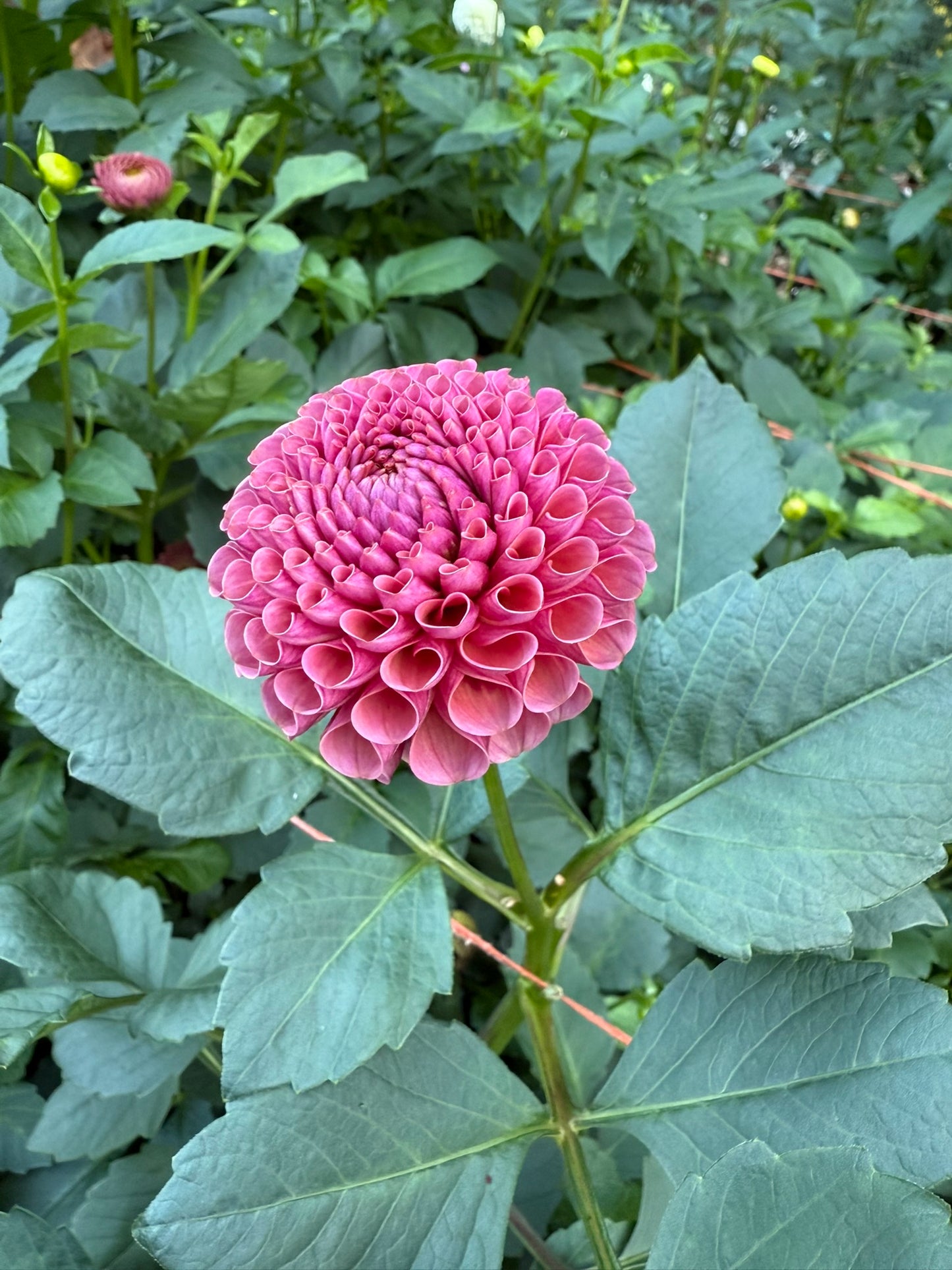 Koko Puff Dahlia Tuber