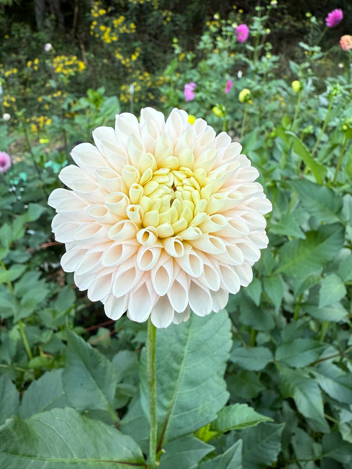Camano Zoe Dahlia Tuber