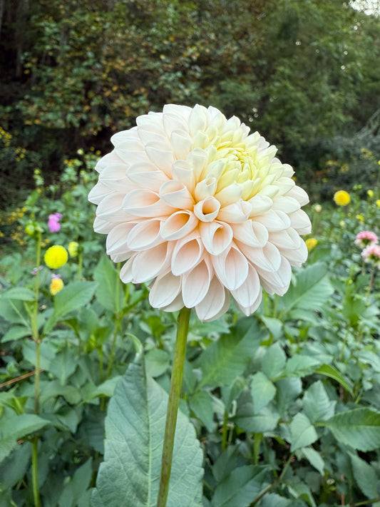 Camano Zoe Dahlia Tuber