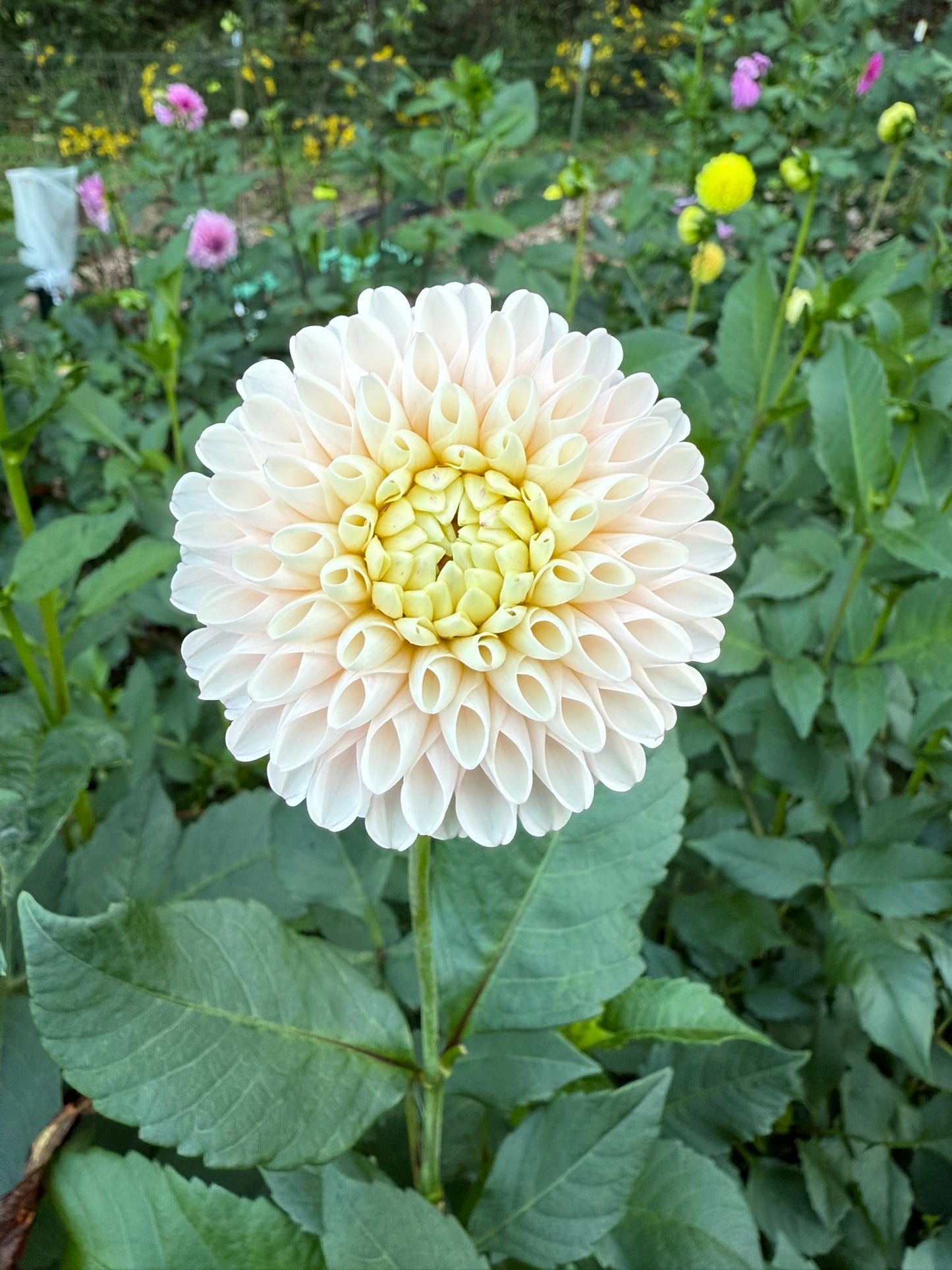 Camano Zoe Dahlia Tuber