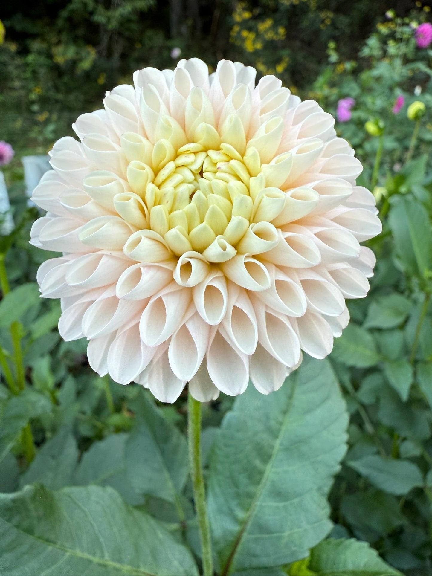 Camano Zoe Dahlia Tuber