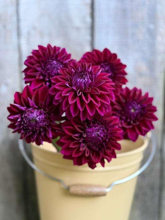 Bloomquist Port Dahlia Tuber
