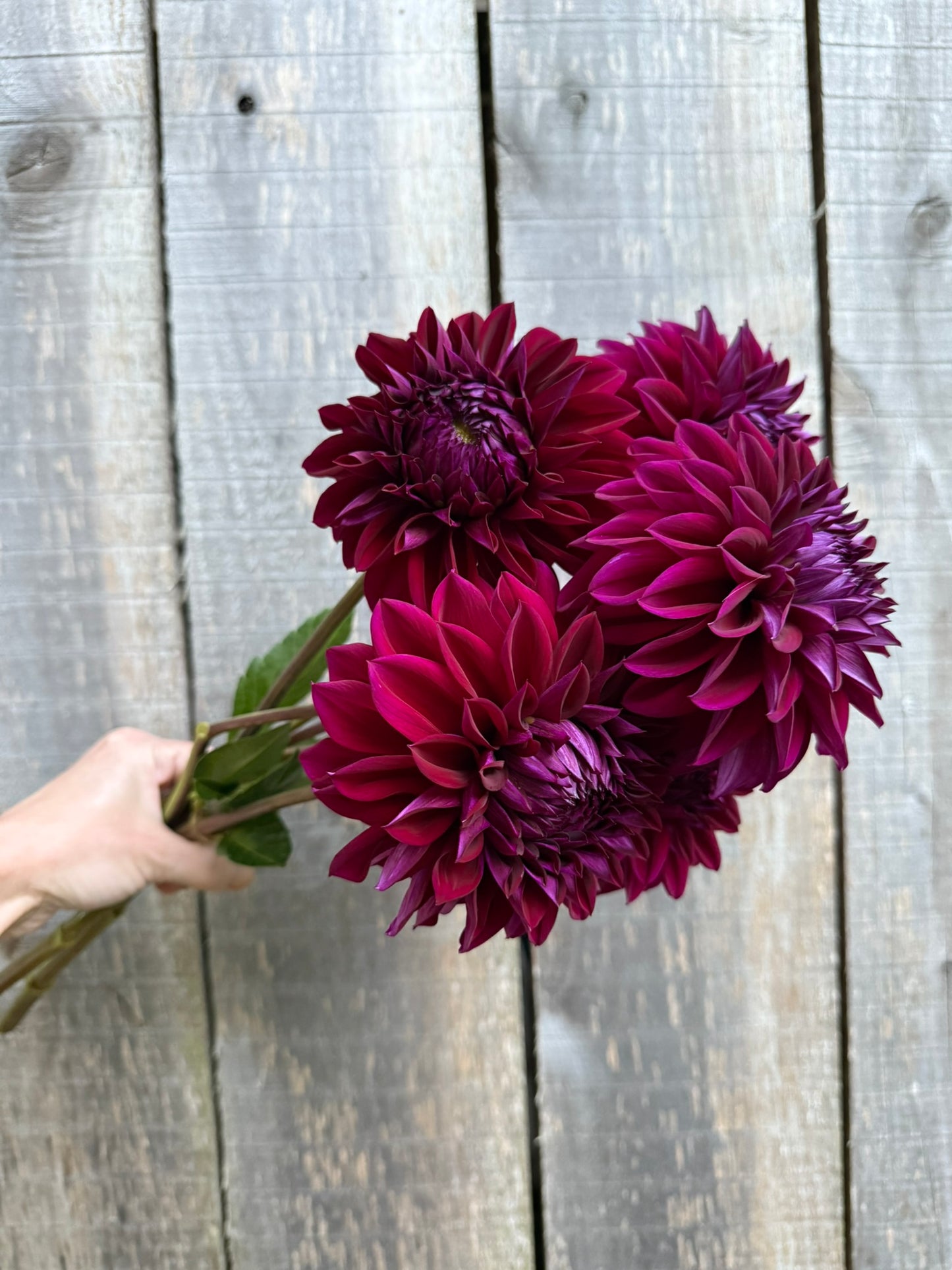 Bloomquist Port Dahlia Tuber