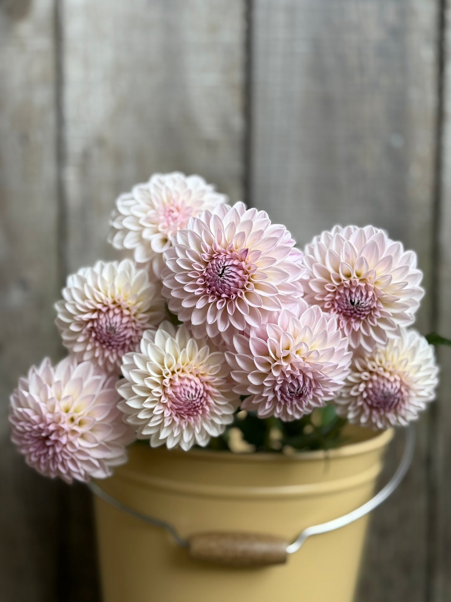 Bloomquist Tory P Dahlia Tuber