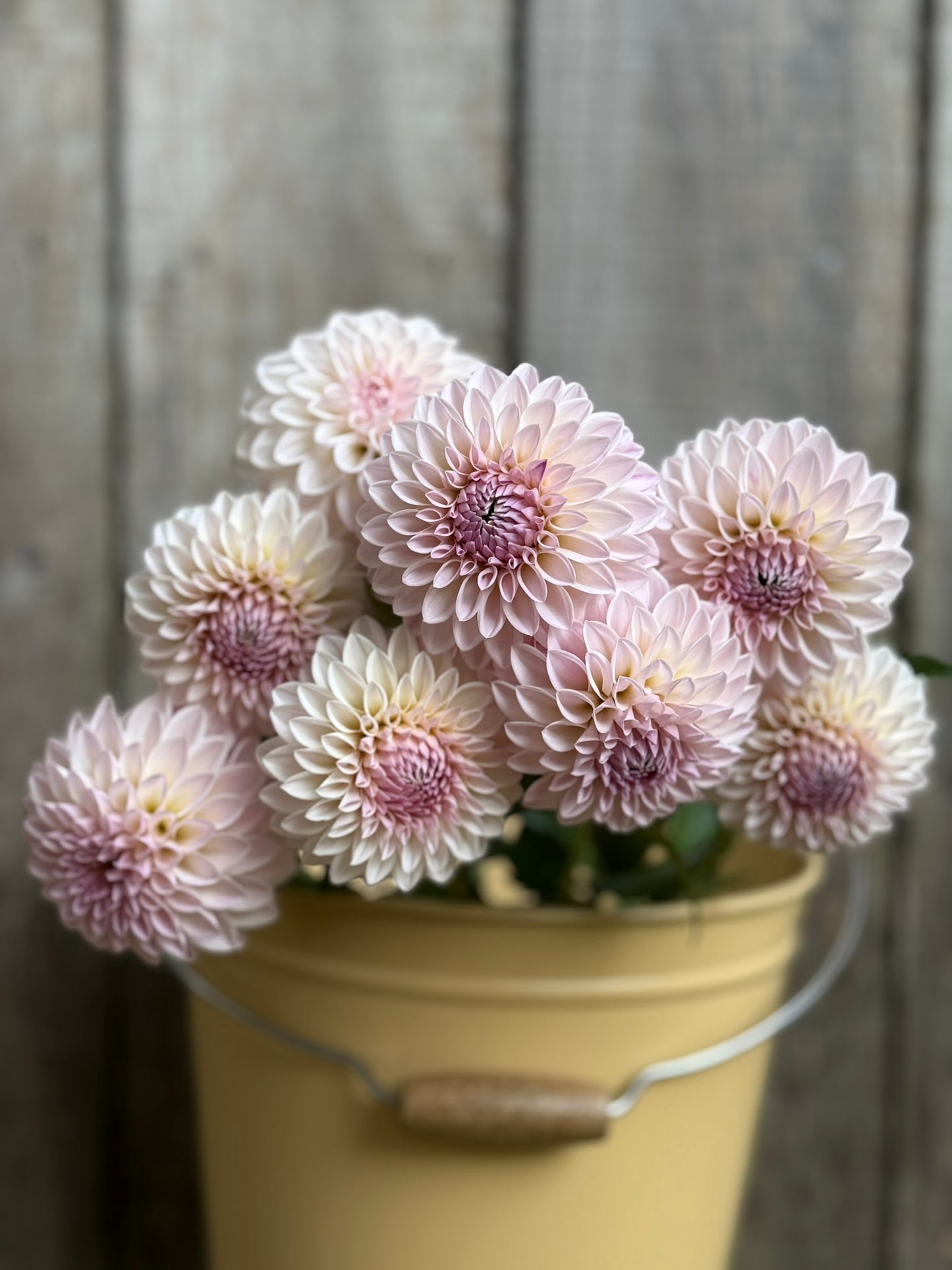 Bloomquist Tory P Dahlia Tuber