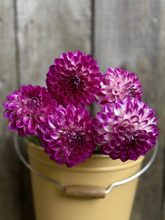 AC Devin Dahlia Tuber