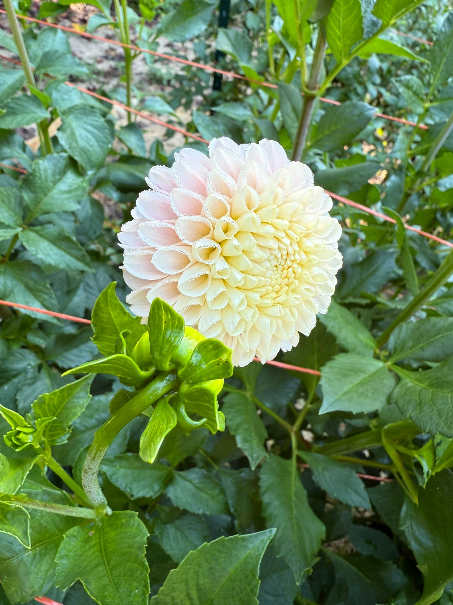 Hollyhill Pollyanna Dahlia Tuber