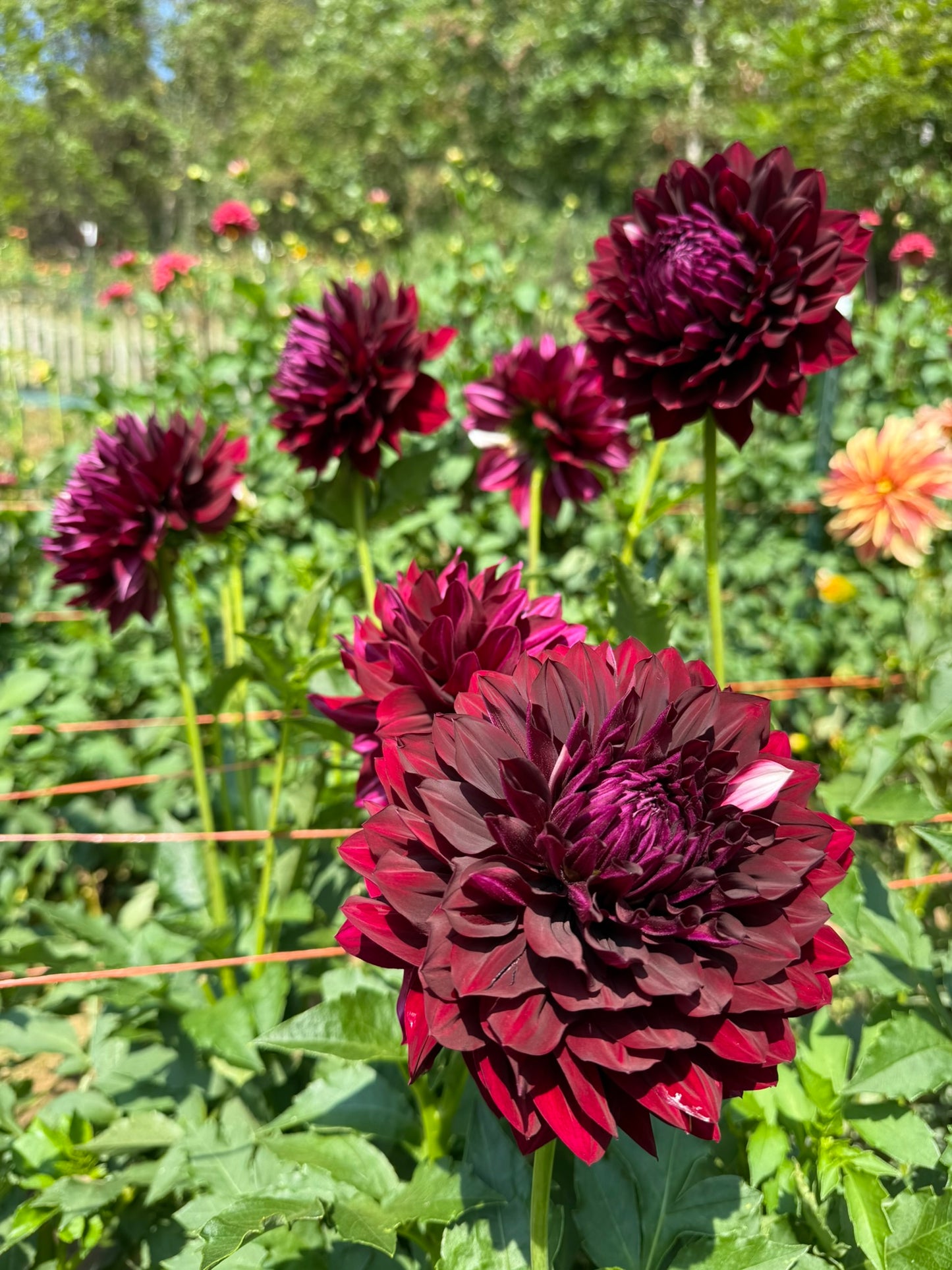 Hollyhill Masquerade Rooted Cutting