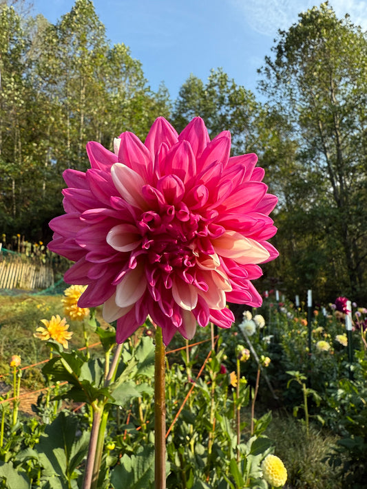 Bloomquist Spot Dahlia Tuber