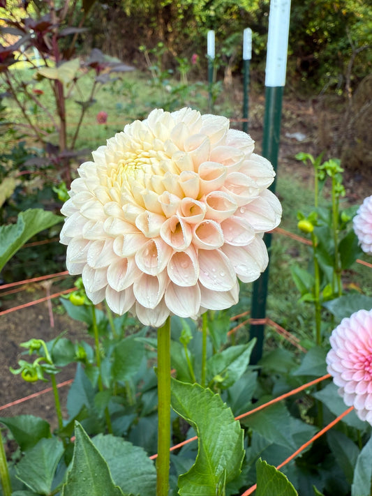 Hollyhill Pollyanna Dahlia Tuber