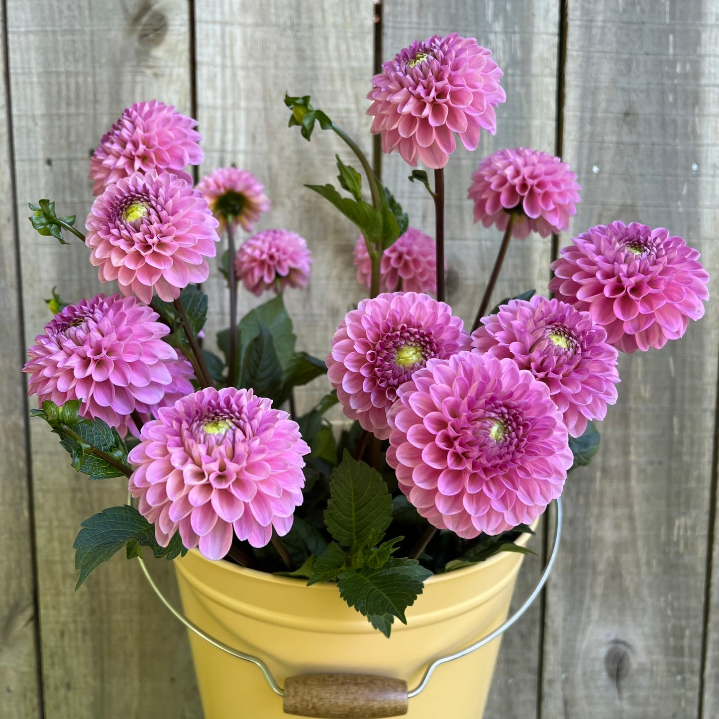 Wizard of Oz Dahlia Tuber