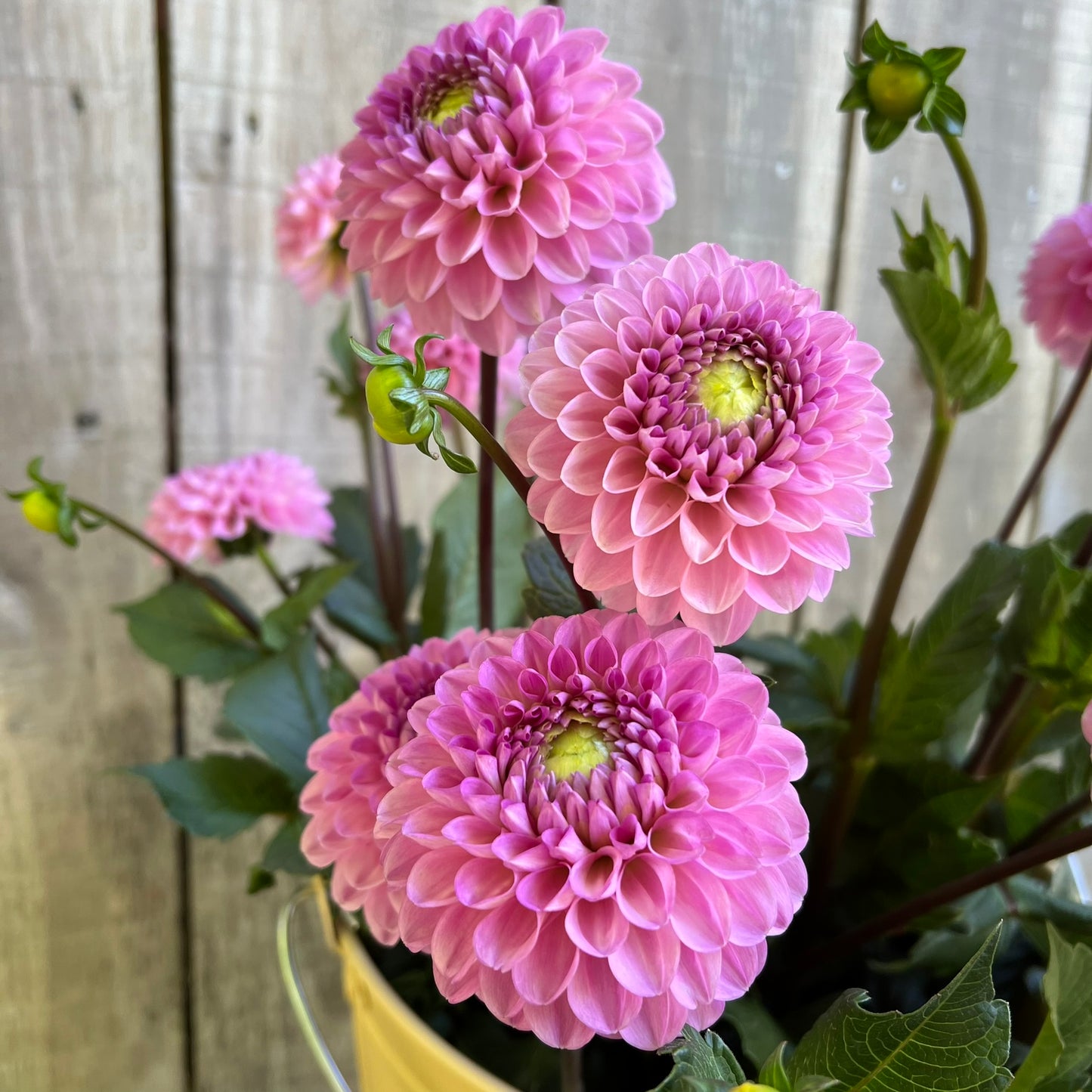 Wizard of Oz Dahlia Tuber