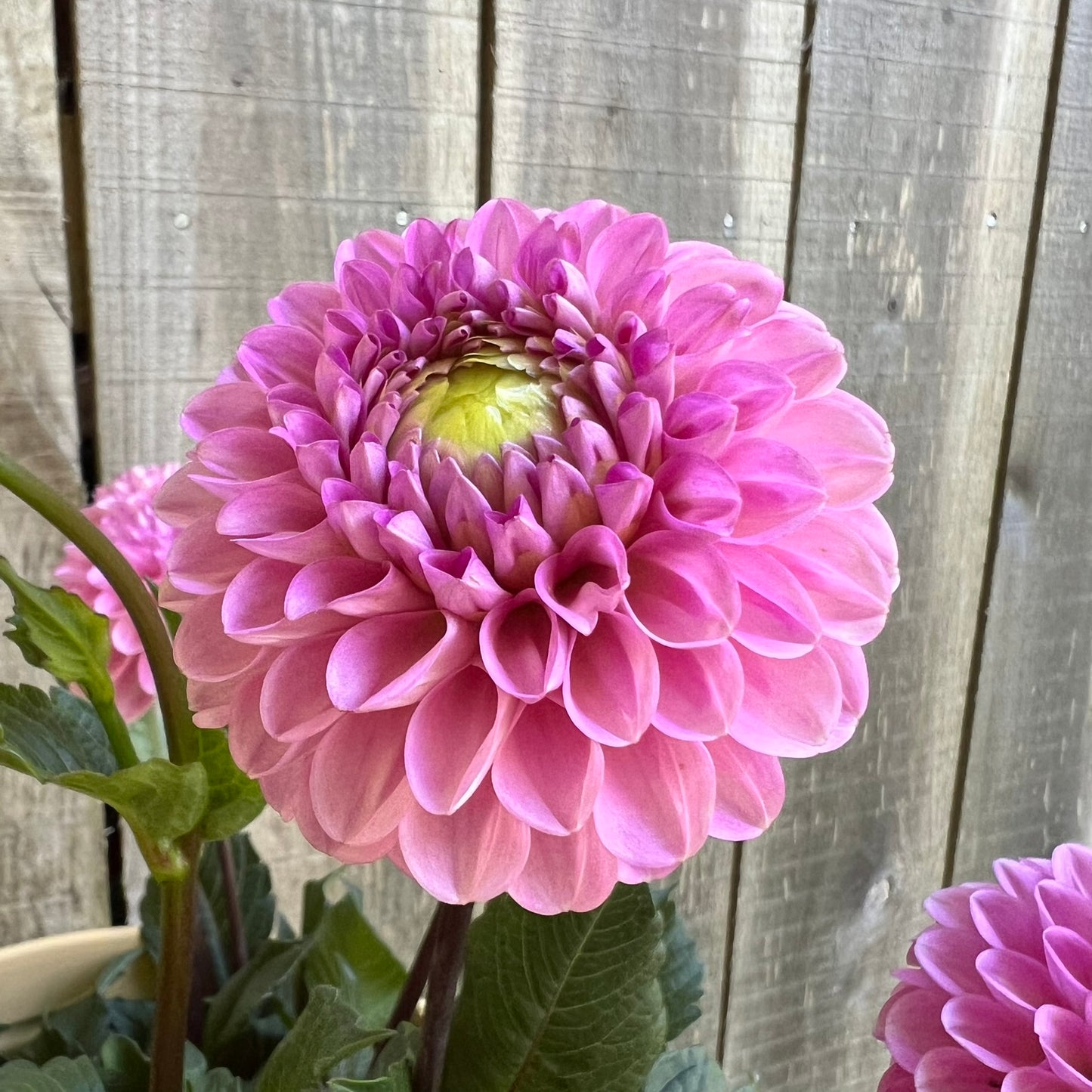 Wizard of Oz Dahlia Tuber