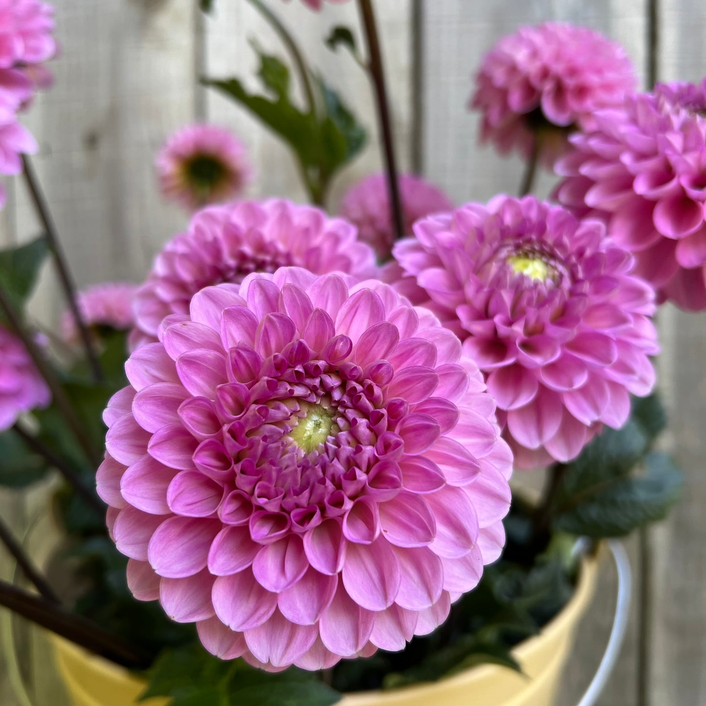 Wizard of Oz Dahlia Tuber