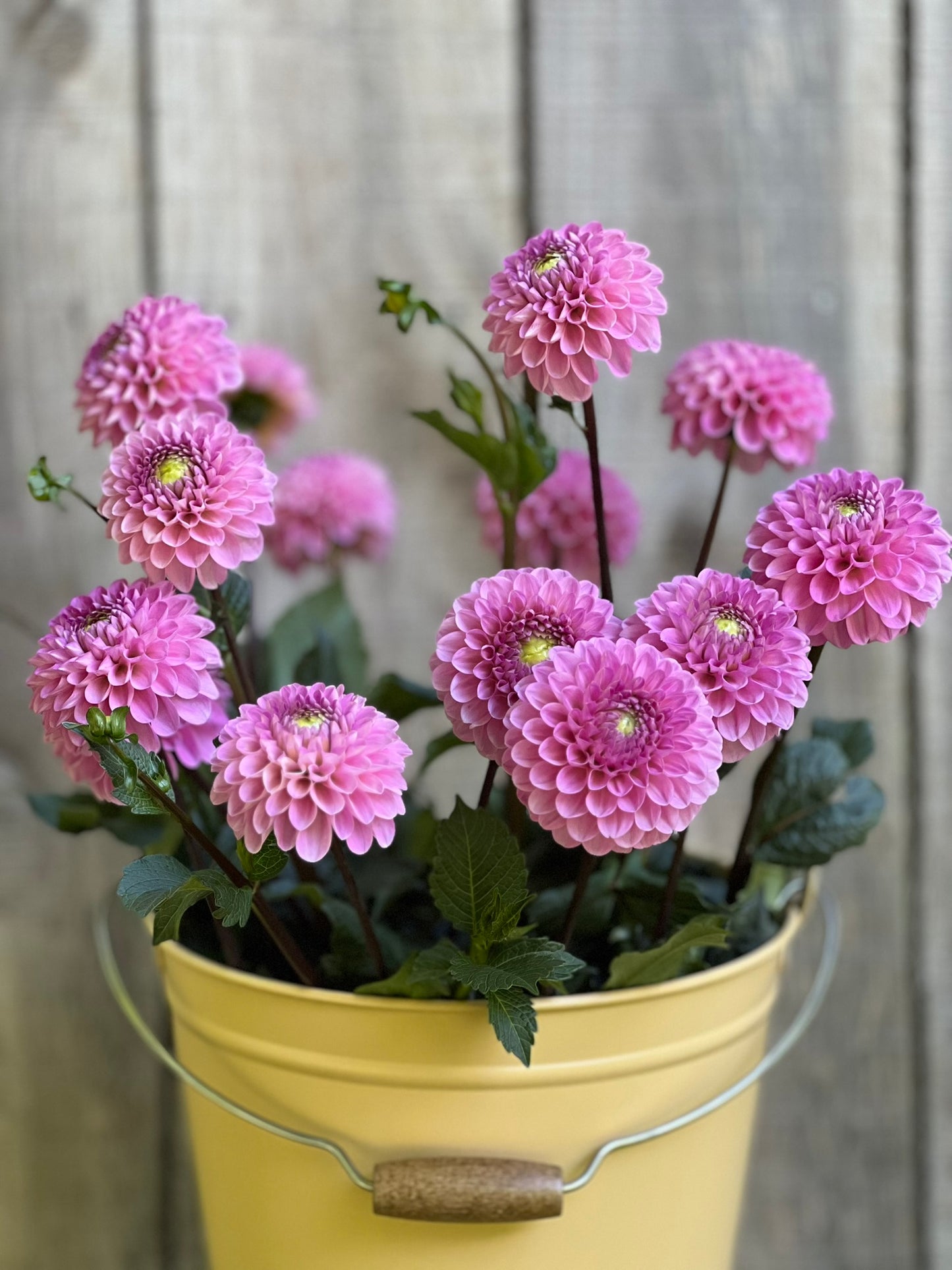 Wizard of Oz Dahlia Tuber