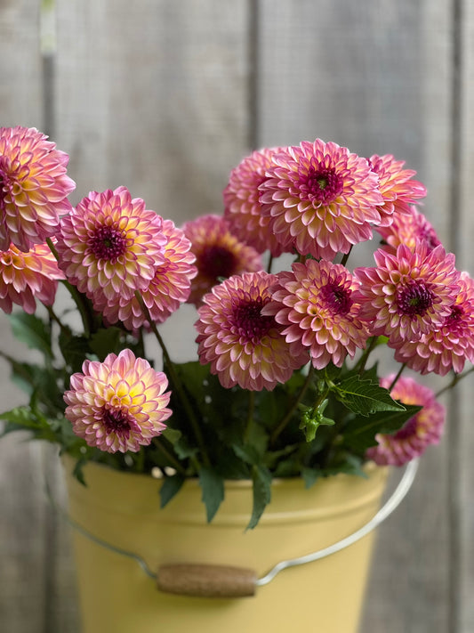 Foxy Lady Dahlia Tuber