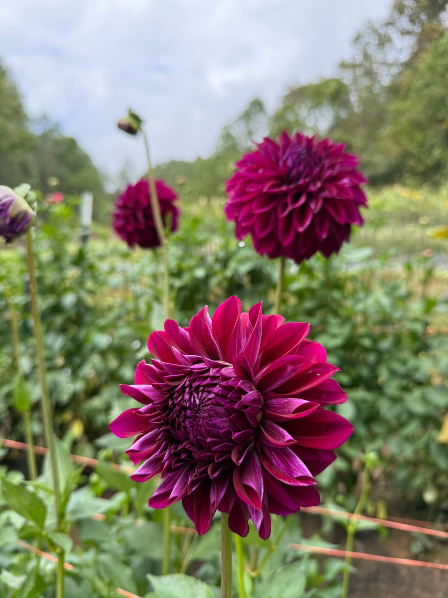 Bloomquist Port Dahlia Tuber