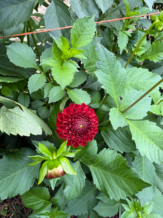 Bloomquist Paul Jr Dahlia Tuber