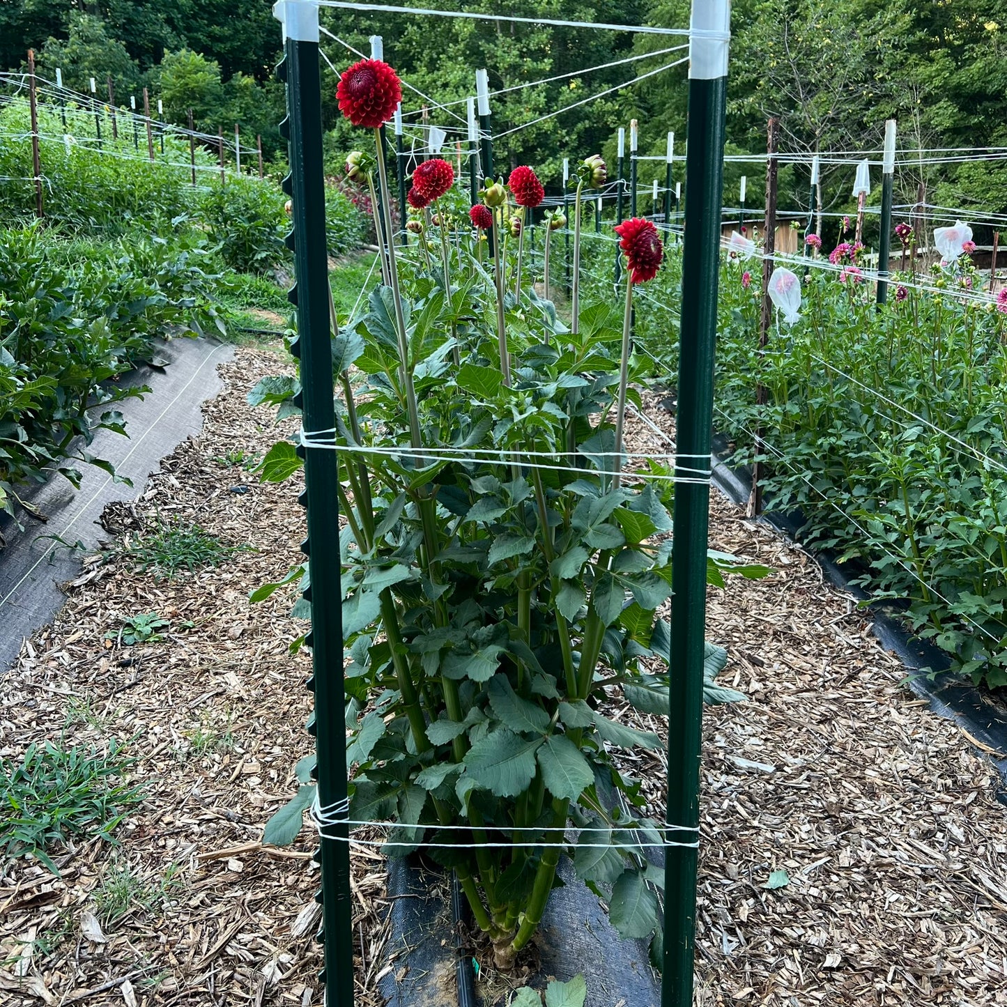 Brown Sugar Dahlia Tuber