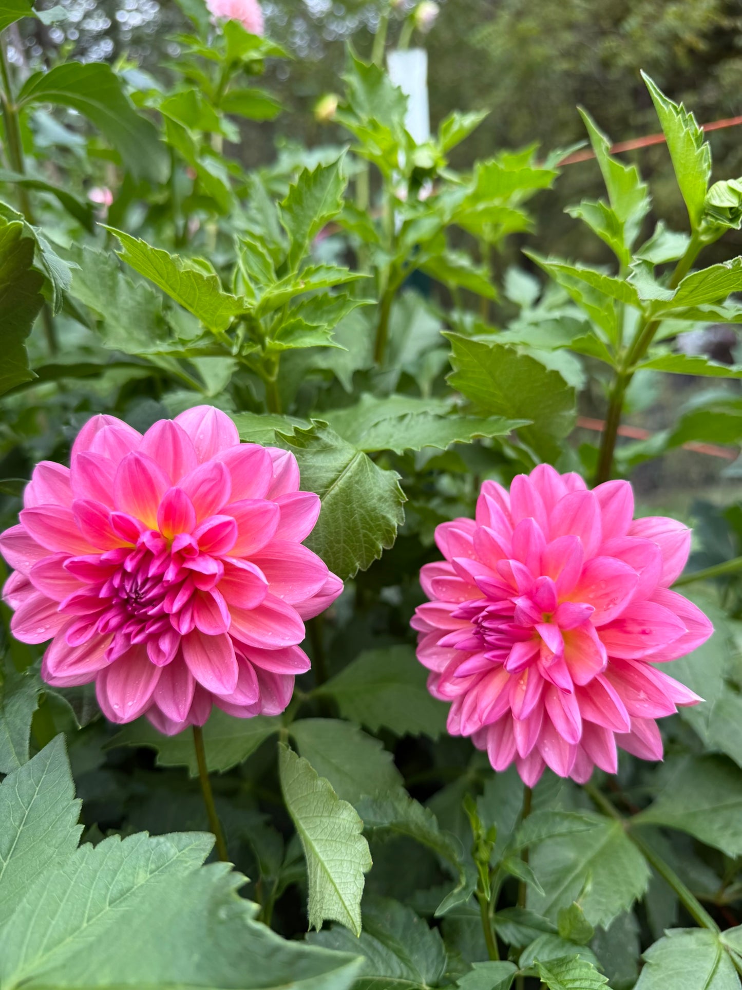 Wildwood Marie Dahlia Tuber
