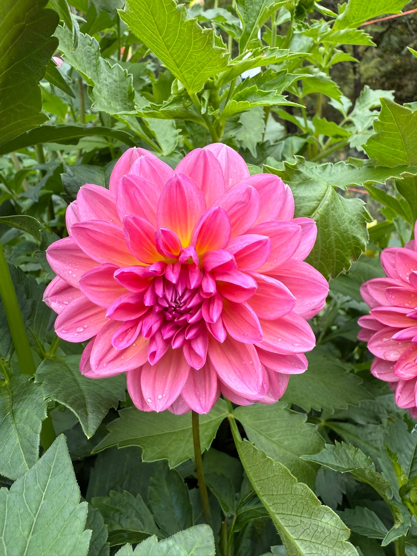 Wildwood Marie Dahlia Tuber