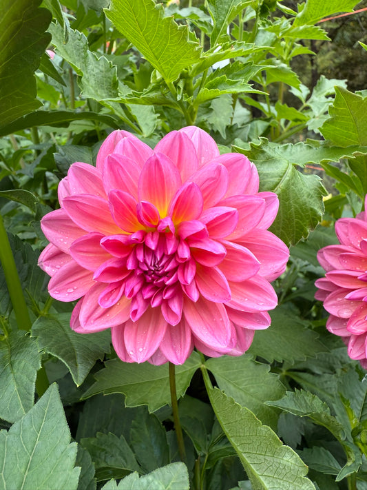 Wildwood Marie Dahlia Tuber