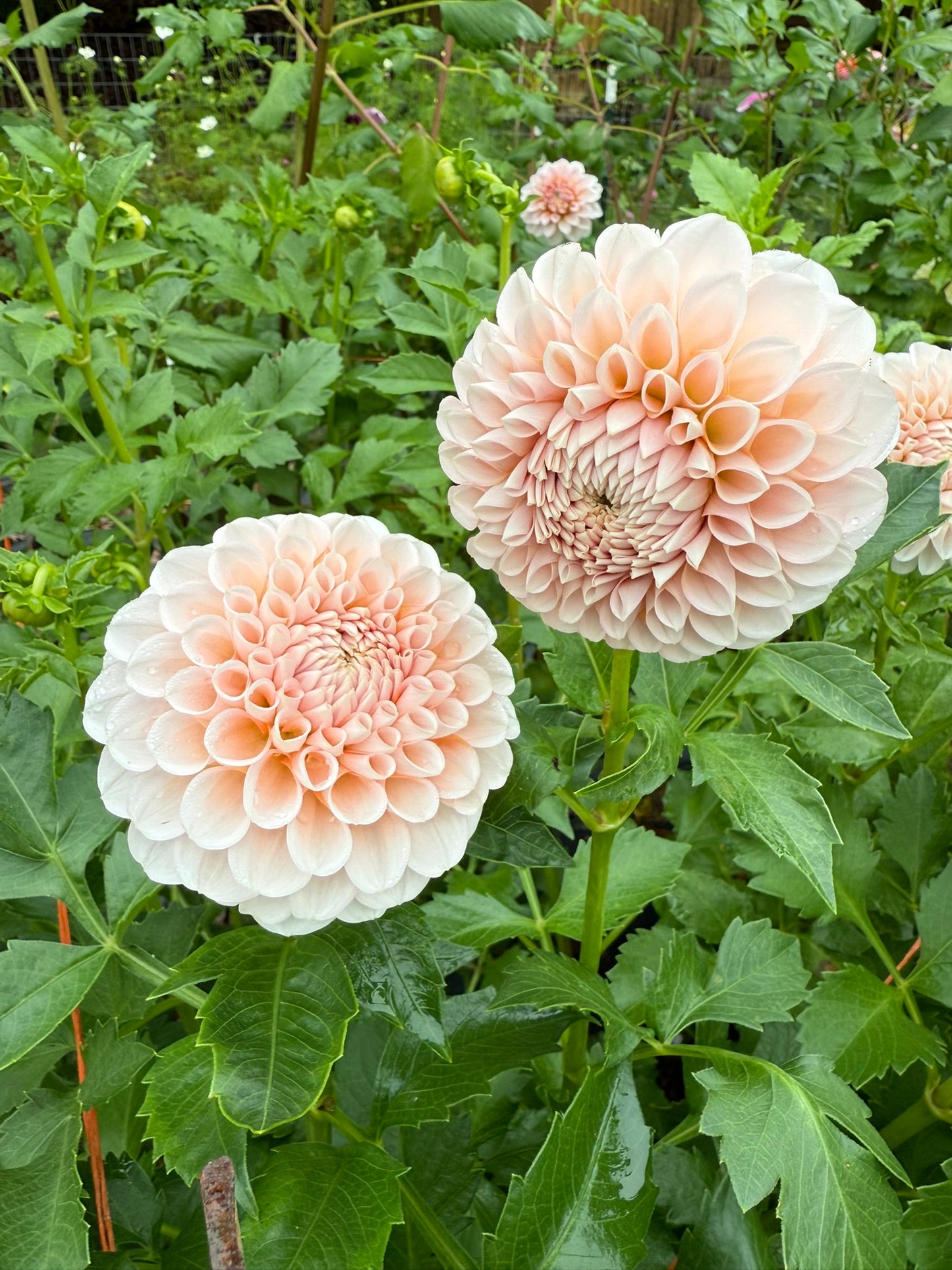 Dahlia Seeds Specialty Mix 25 Seeds