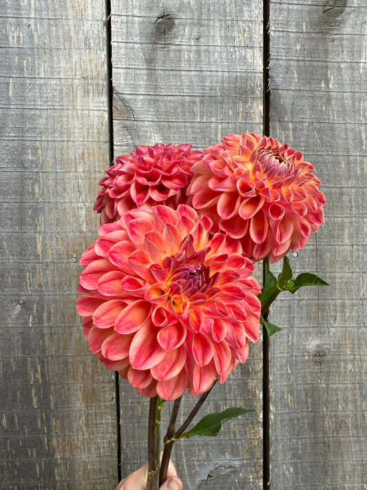 RM James Dahlia Tuber