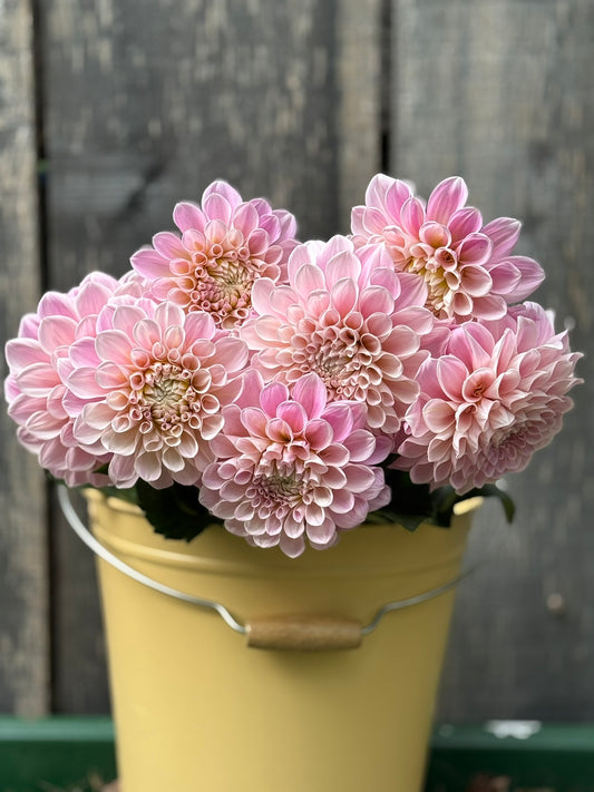 Sweet Nathalie Dahlia Tuber