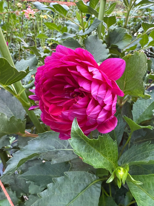 Sandia Nocturne Dahlia Tuber
