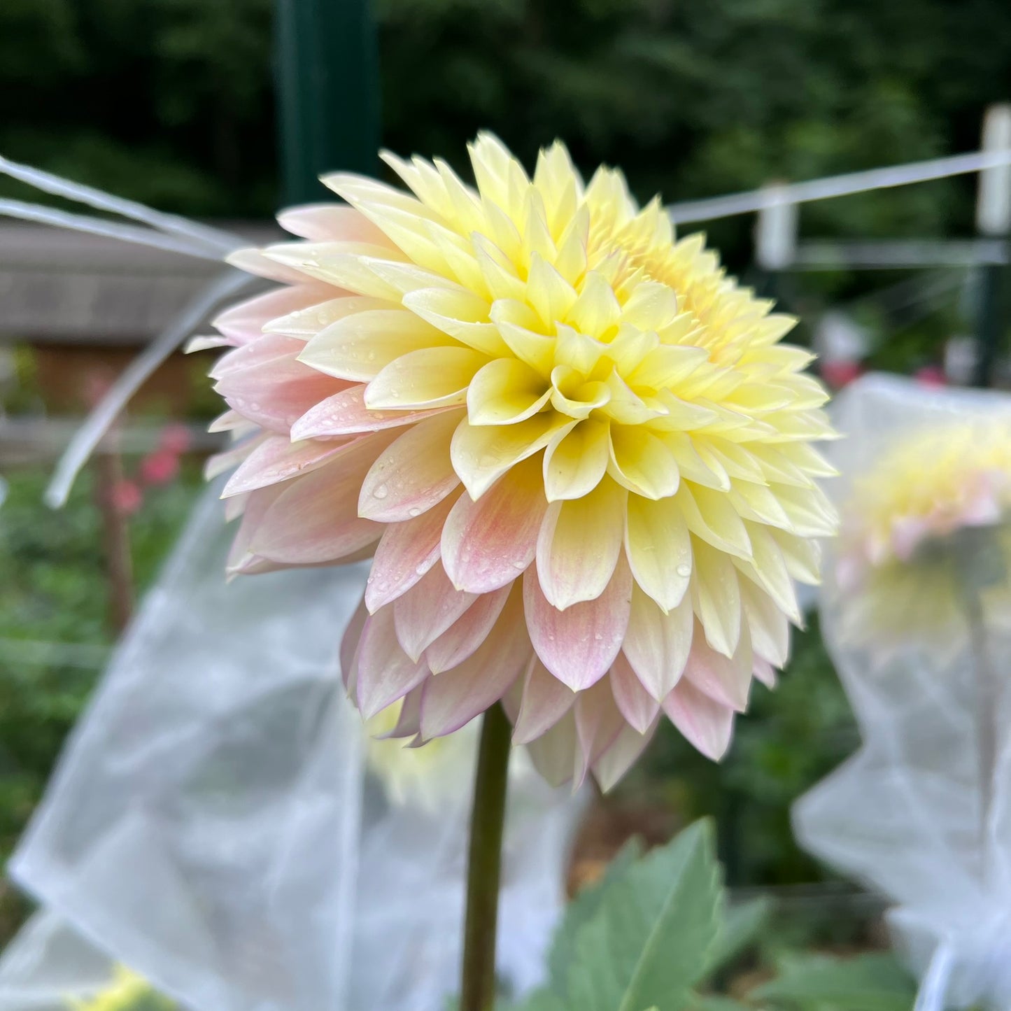 Bloomquist Blush Dahlia Tuber