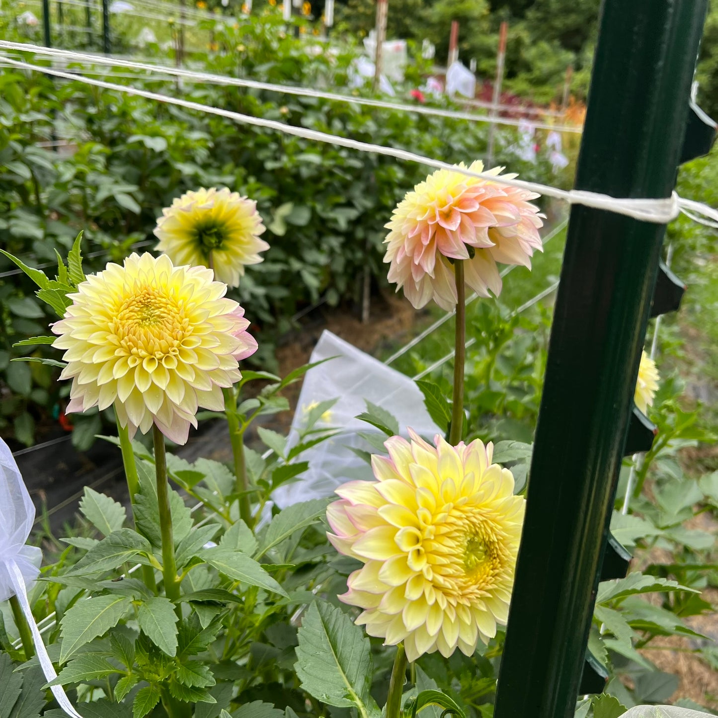 Bloomquist Blush Dahlia Tuber