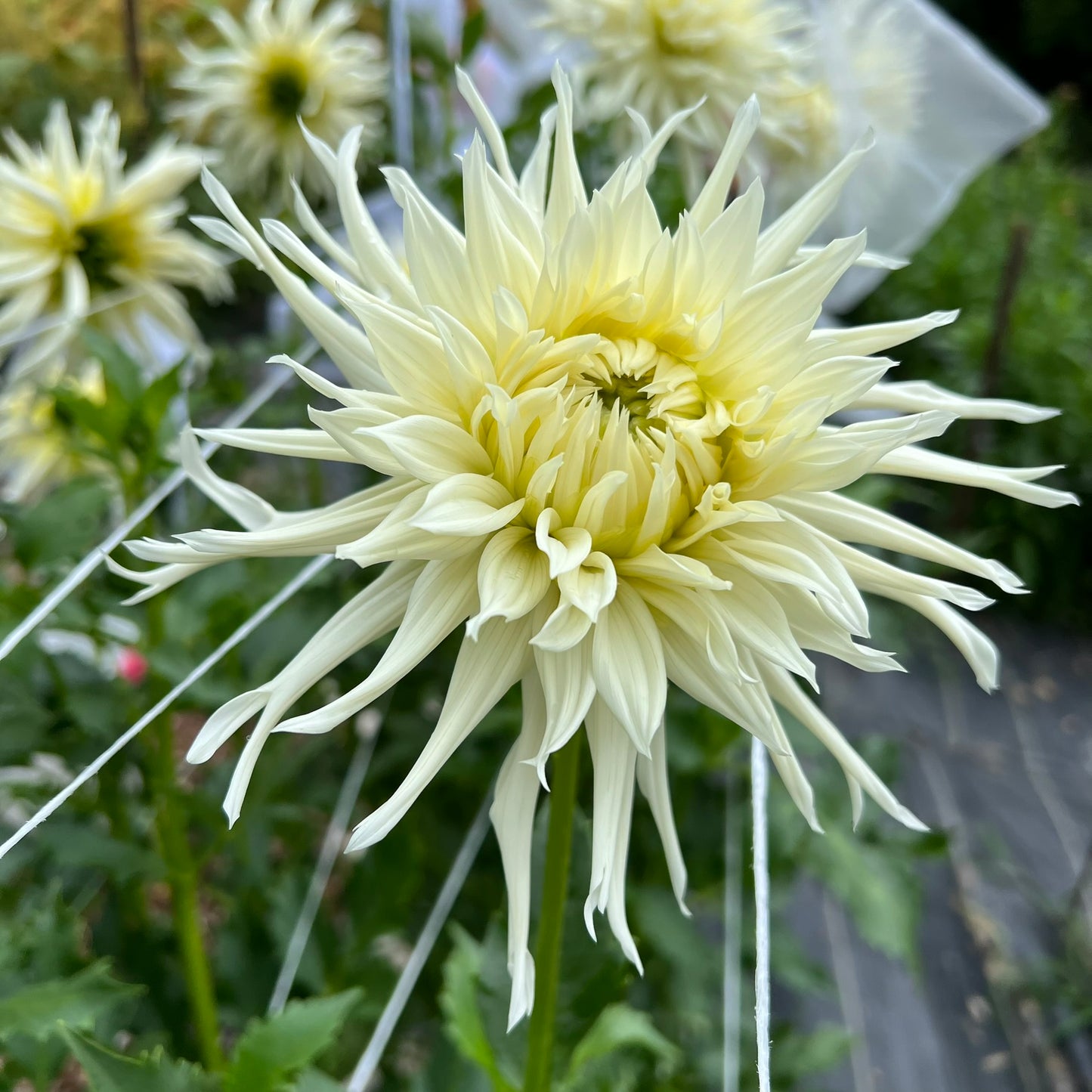 Snoho Storm Dahlia Tuber