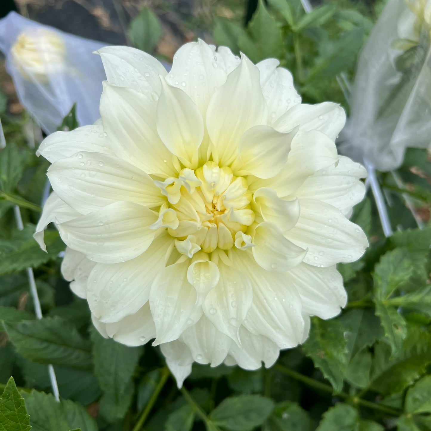 KA's™ Khaleesi Dahlia Tuber